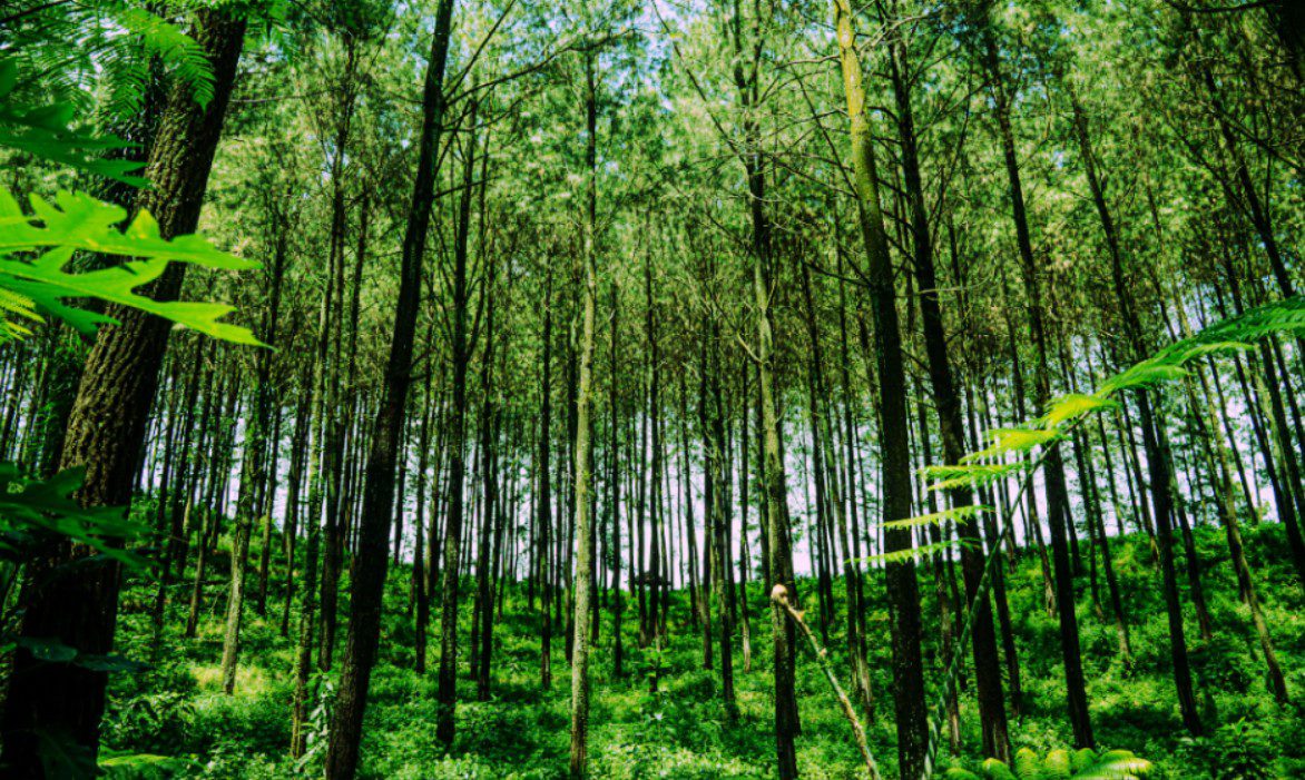 Forest Conservation: Scaling Reforestation Science Across India