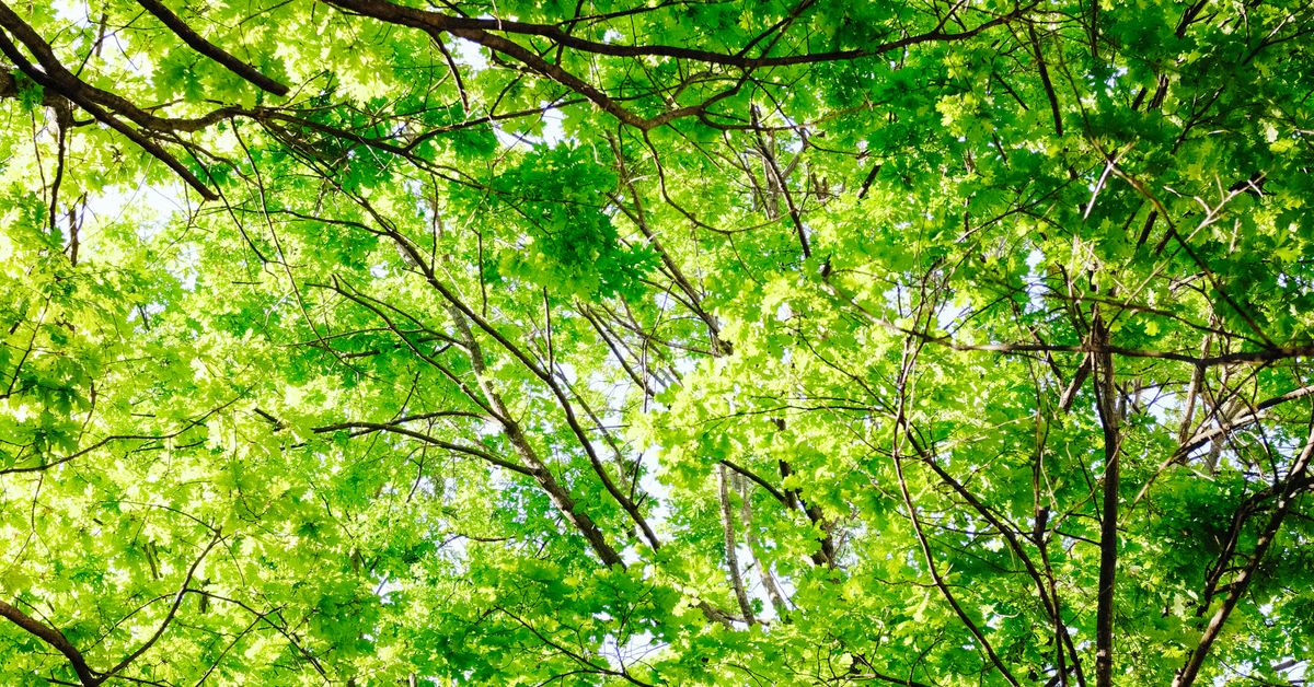 Forest Conservation: Scaling Reforestation Science Across India