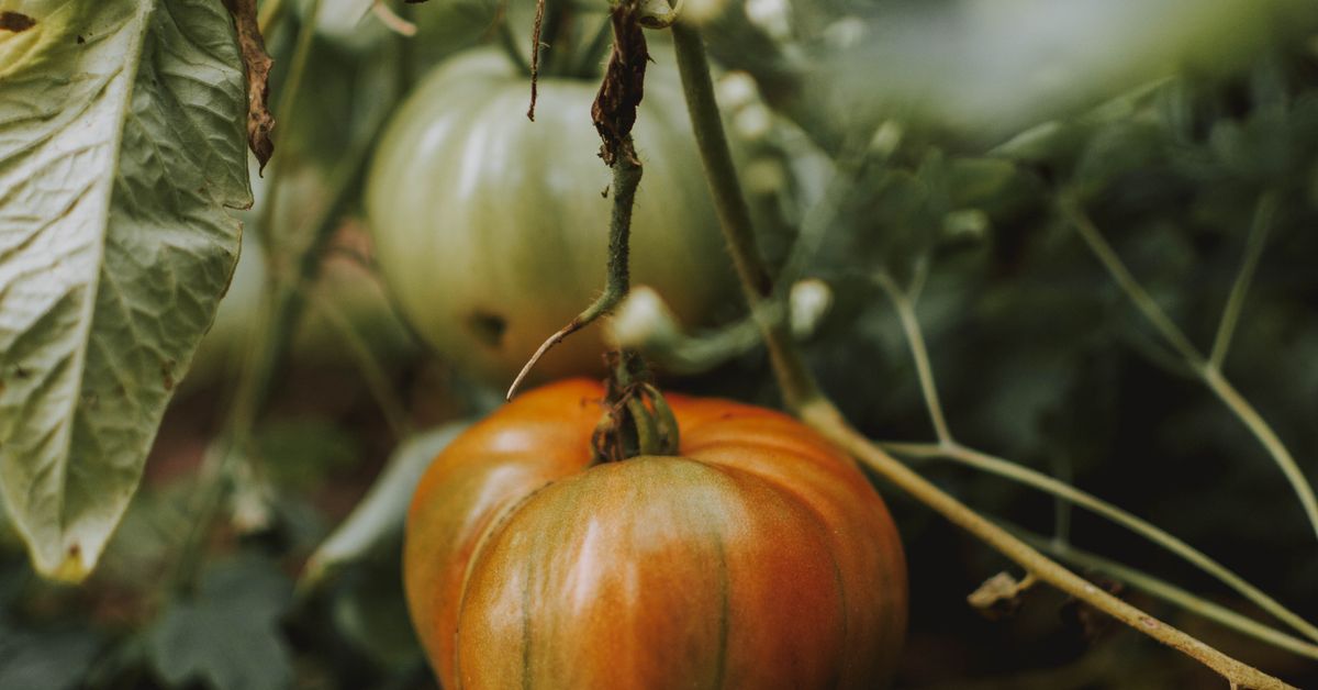 What Is Organic Farming? Principles, Benefits, and Drawbacks Explained